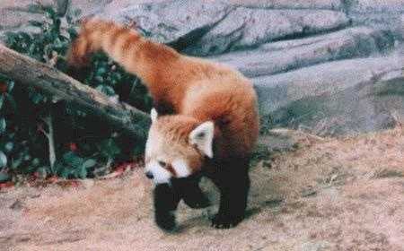 lesser panda