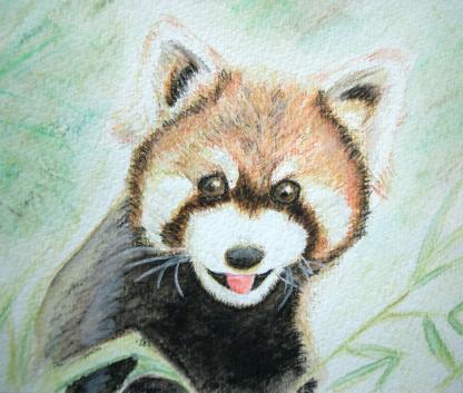 lesser panda
